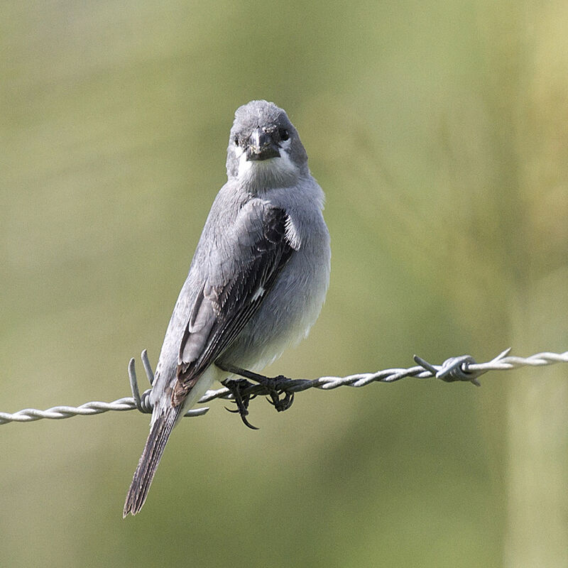 Sporophile gris-de-plomb mâle adulte