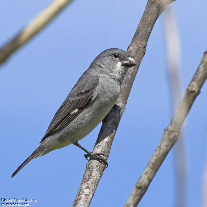 Sporophile gris-de-plomb mâle adulte, identification