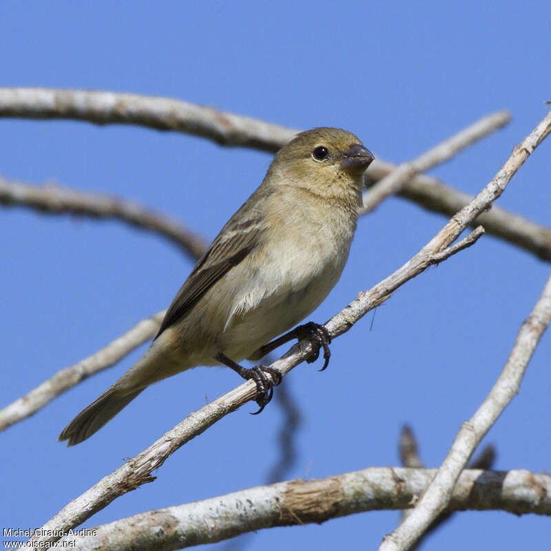 Sporophile gris-de-plomb femelle adulte, identification