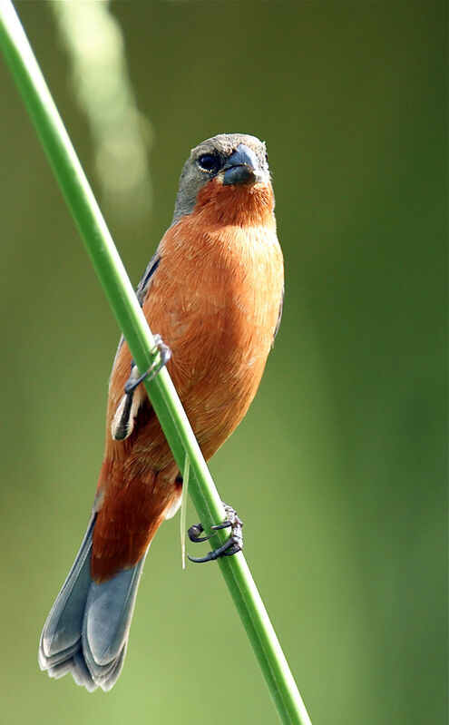 Ruddy-breasted Seedeater male adult, identification