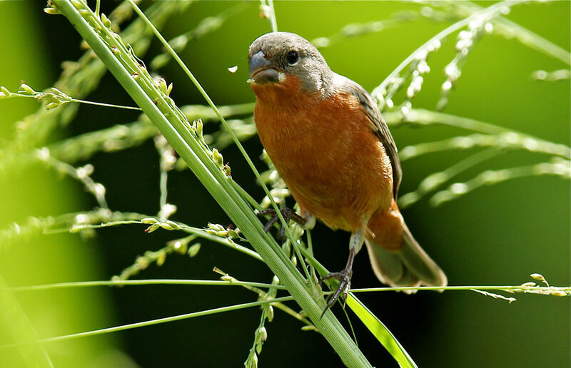 Ruddy-breasted Seedeater male adult