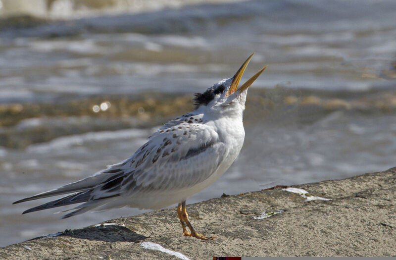 Cabot's Tern (eurygnathus)