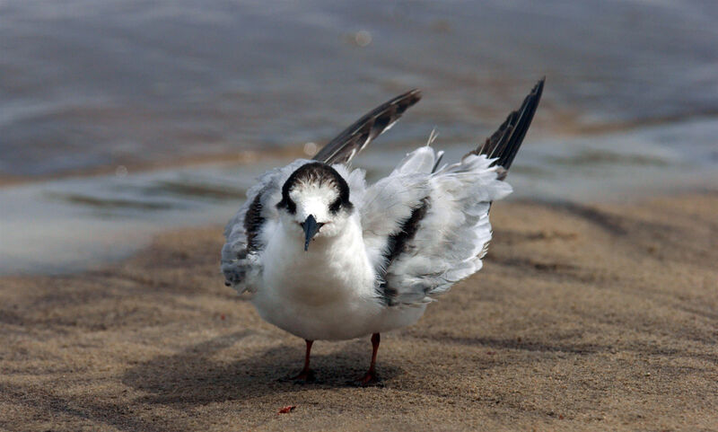 Common Tern