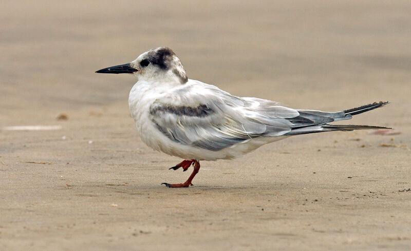 Common Tern