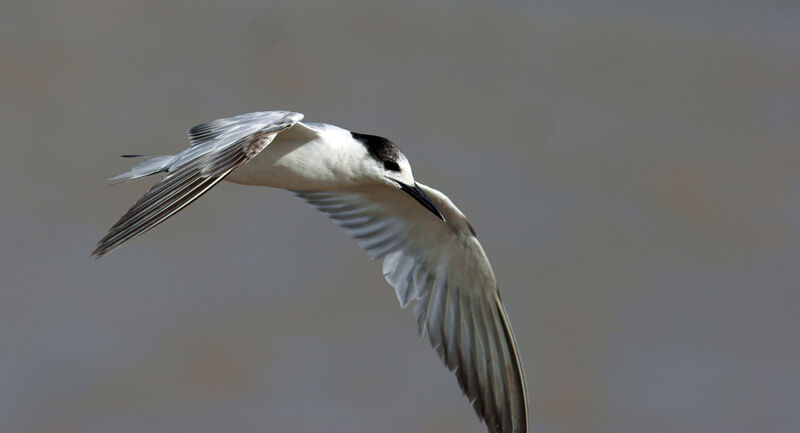 Common Tern