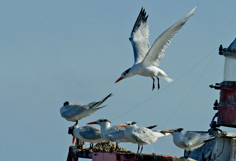 Royal Tern