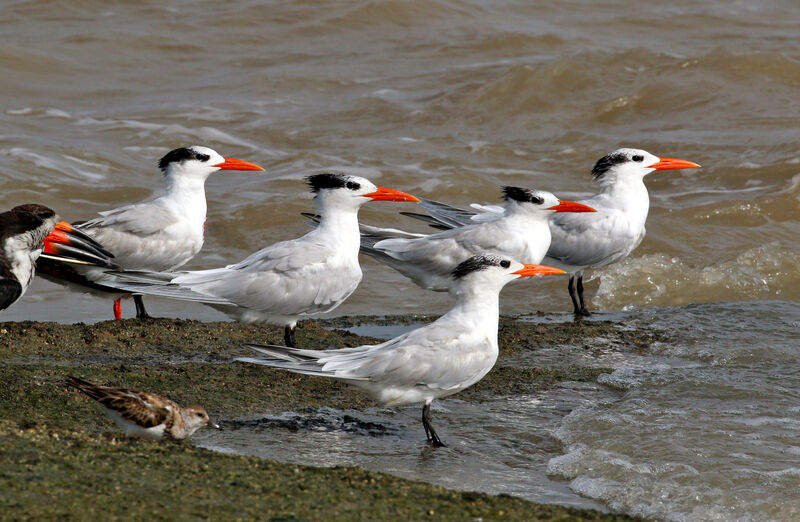 Royal Tern