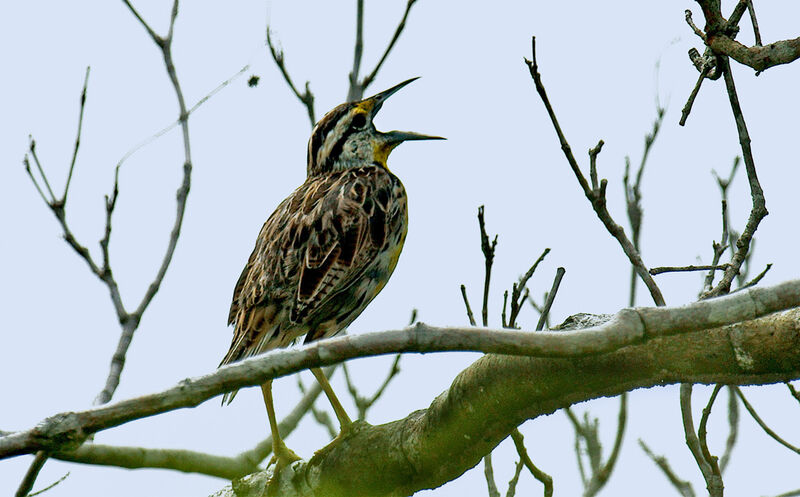 Eastern Meadowlark