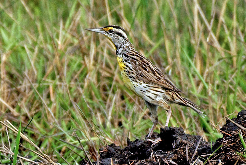 Eastern Meadowlark