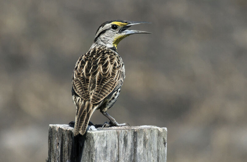 Eastern Meadowlark