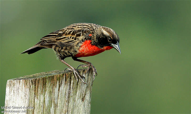 Sturnelle militaire mâle immature, identification