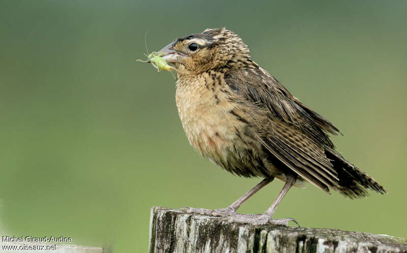 Red-breasted Meadowlark female adult, feeding habits