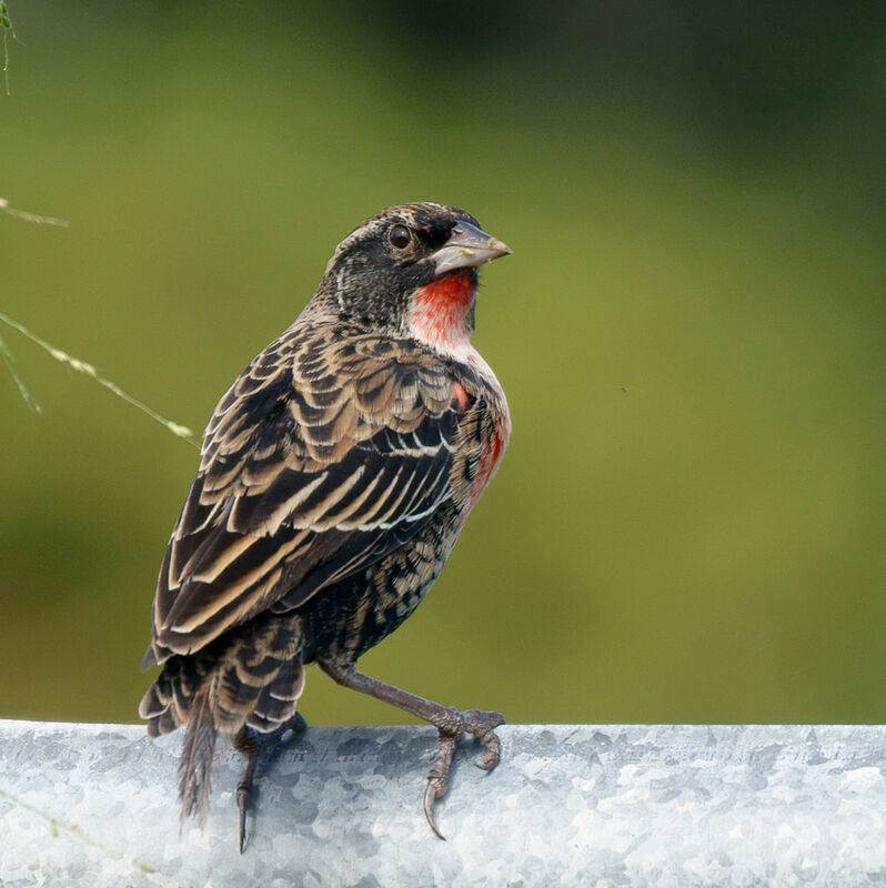 Red-breasted Meadowlark male immature