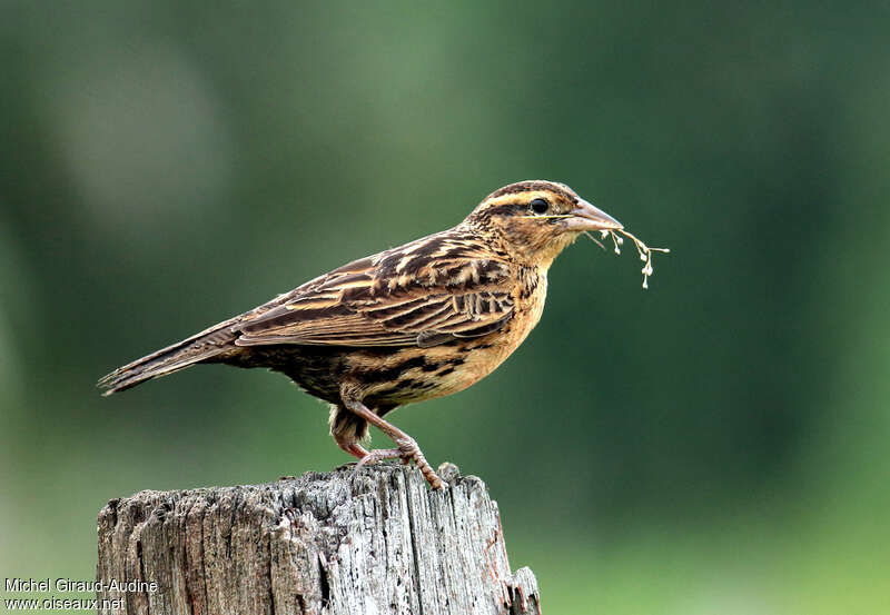 Red-breasted Meadowlark female adult, pigmentation, Reproduction-nesting