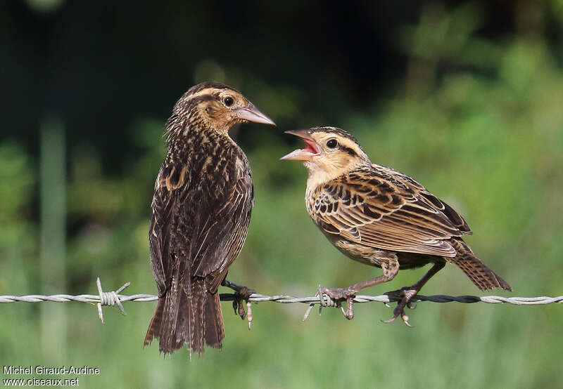 Red-breasted Meadowlark, pigmentation