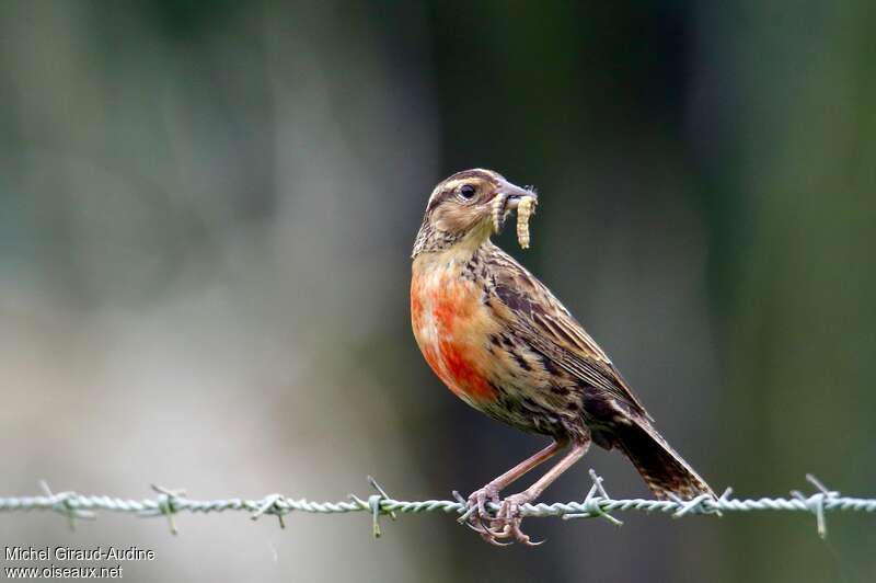 Red-breasted Meadowlark male immature, feeding habits