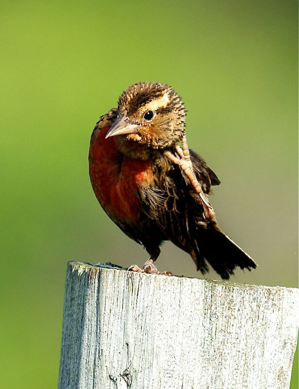 Red-breasted Meadowlark