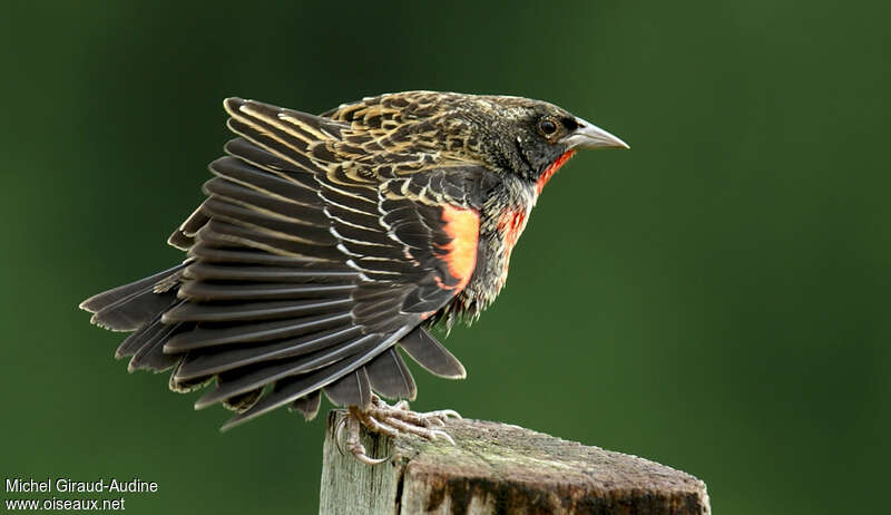 Red-breasted Meadowlark male immature, pigmentation, Behaviour