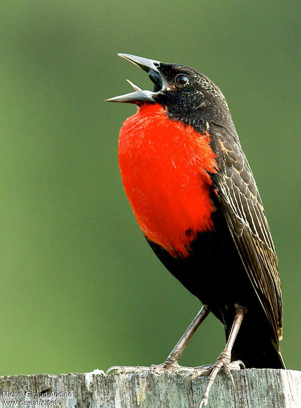 Red-breasted Meadowlarkadult, song