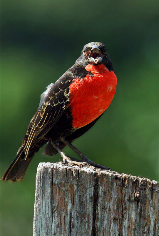 Red-breasted Meadowlark, identification