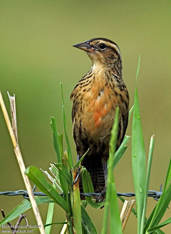 Red-breasted Meadowlark female adult, Behaviour