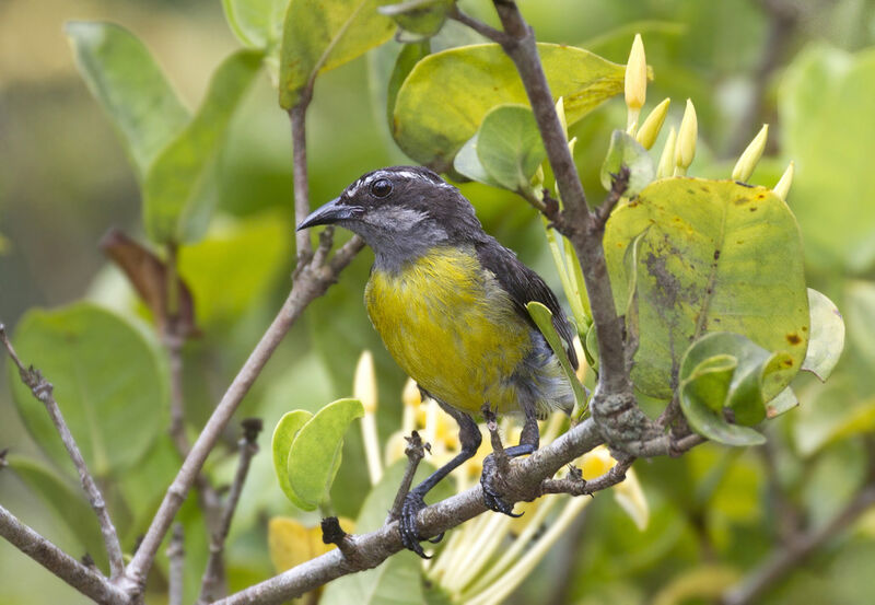 Bananaquit