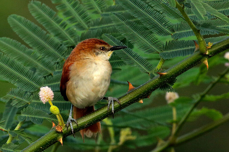 Yellow-chinned Spinetailadult, Behaviour