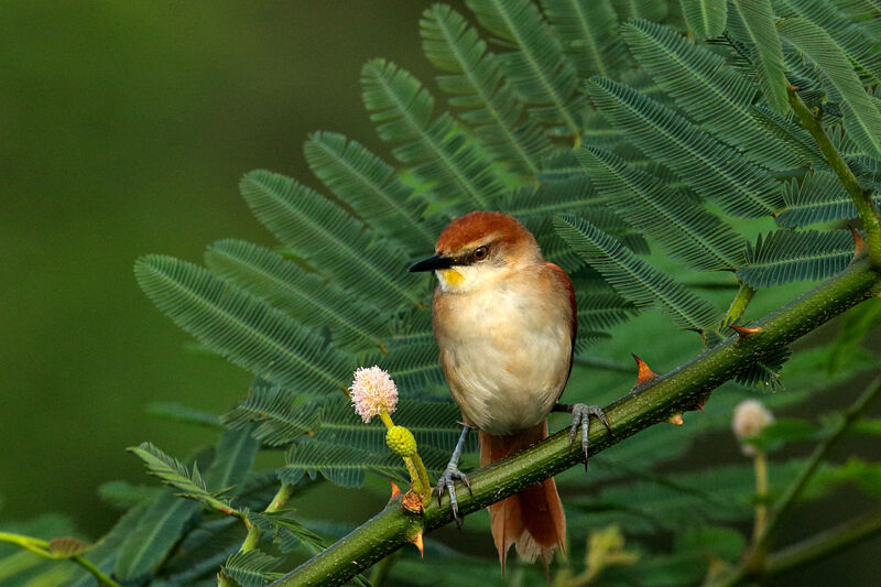 Yellow-chinned Spinetailadult, Behaviour