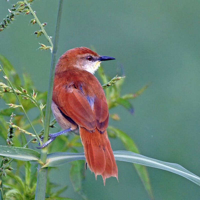 Yellow-chinned Spinetail