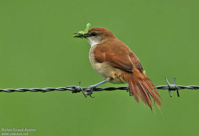 Yellow-chinned Spinetailadult, Reproduction-nesting, Behaviour