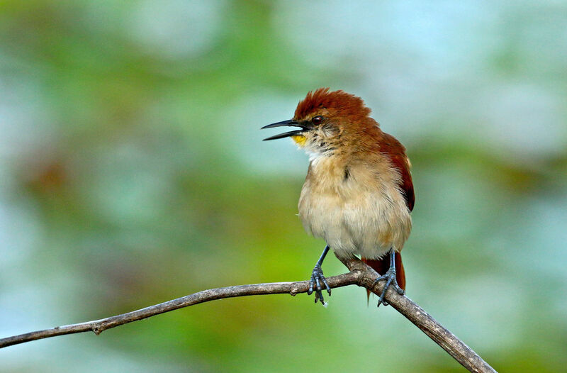 Yellow-chinned Spinetailadult