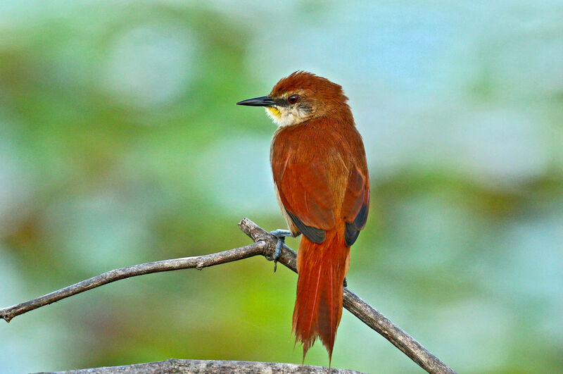 Yellow-chinned Spinetailadult