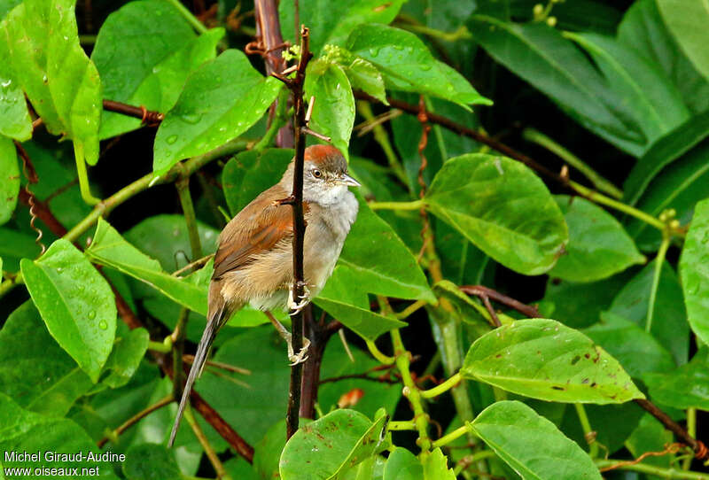 Synallaxe albaneadulte, identification