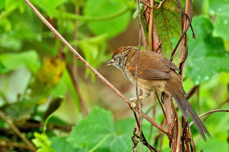 Pale-breasted Spinetail