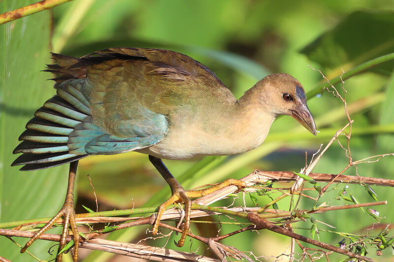 Purple Gallinuleimmature