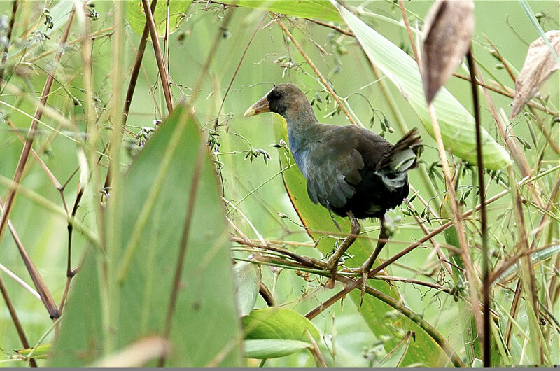 Purple Gallinule