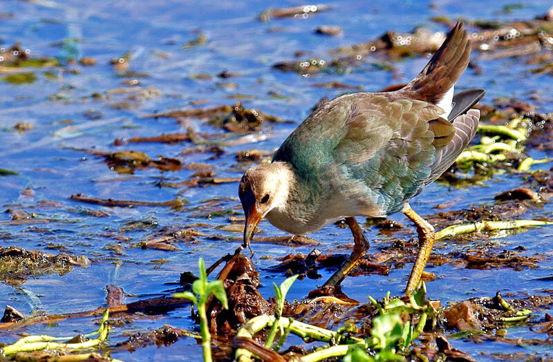 Talève violacéeimmature