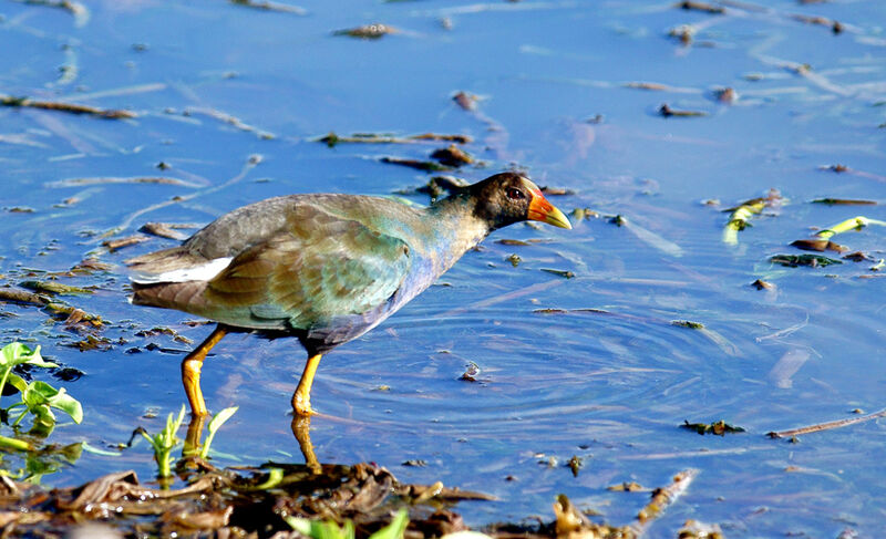 Talève violacéeimmature