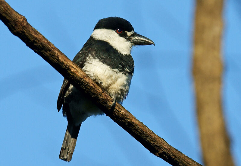 Guianan Puffbird