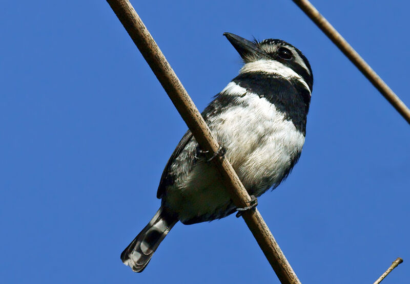 Tamatia pie, identification