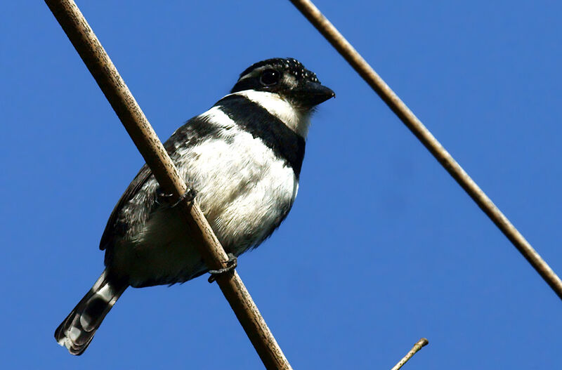 Pied Puffbird