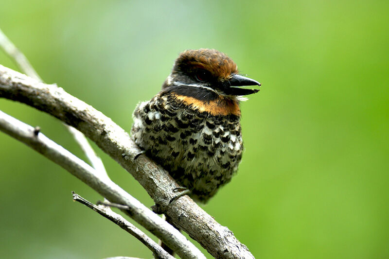 Spotted Puffbird