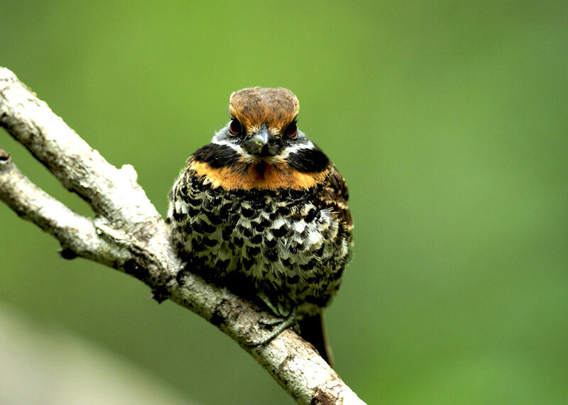 Spotted Puffbird