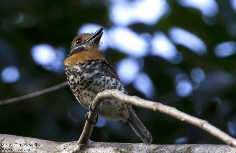 Tamatia tachetéadulte, chant