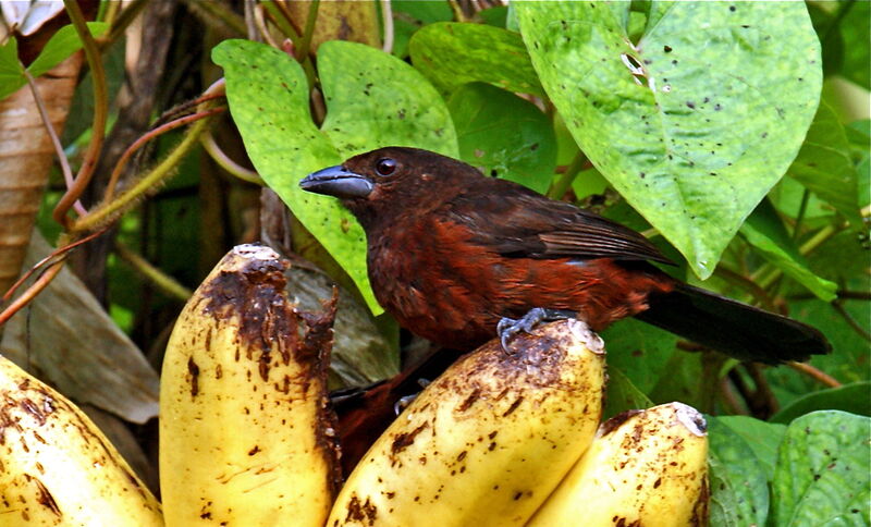 Silver-beaked Tanager female adult