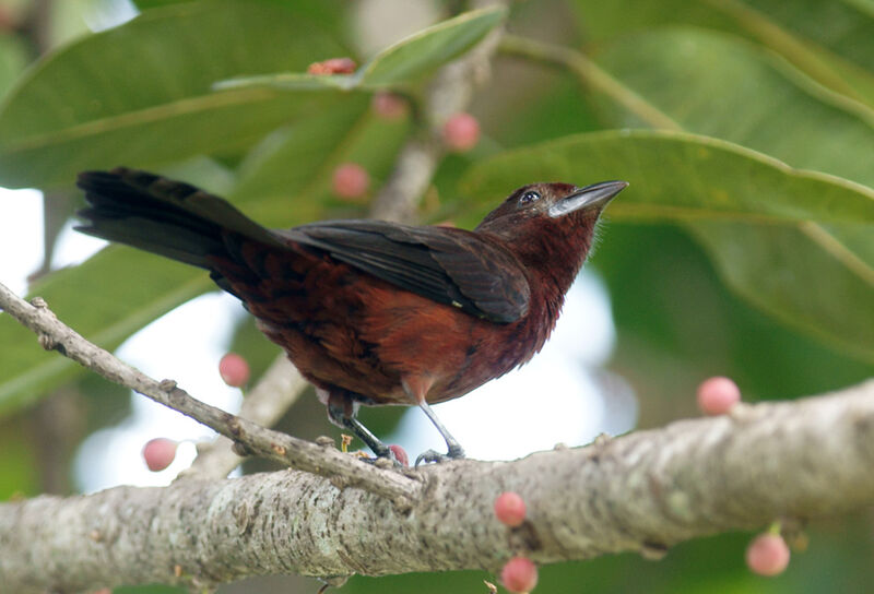 Silver-beaked Tanager female adult