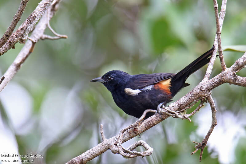 Fulvous-crested Tanager male adult, pigmentation