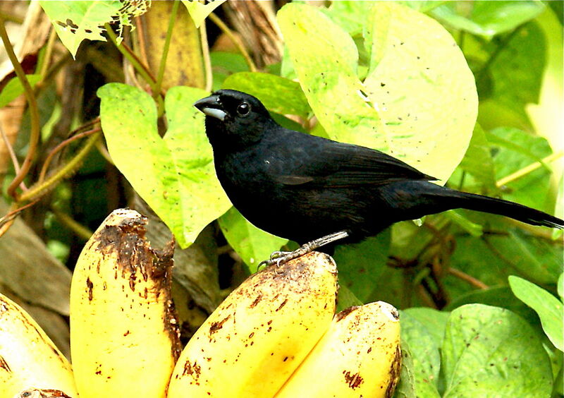 Tangara à galons blancs mâle adulte