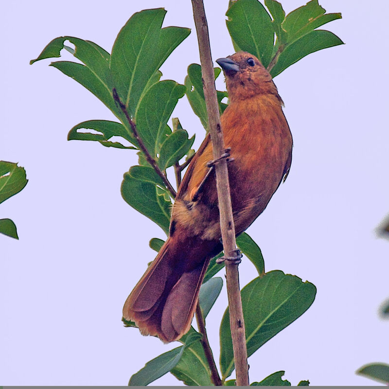 White-lined Tanager