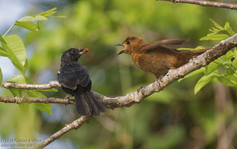 White-lined Tanager, feeding habits